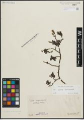 Foto von Salix alpina Scop. x Salix breviserrata Flod.